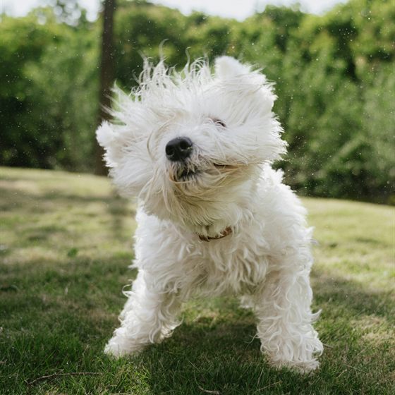 Library photo: a fluffy white dog running on grass